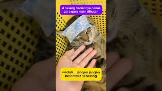 Belang badannya panas animal cat komedikucing funny hewankucing kucinglucu zevaxavier cats [upl. by Eilyk]