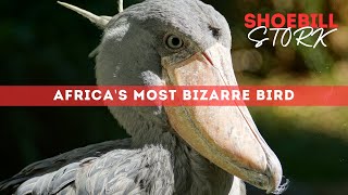 The Shoebill Stork Natures Proof That Reality Can Be Stranger Than Fiction  Africas Bizarre Bird [upl. by Anasxor493]