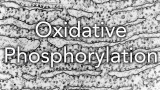 Respiration Oxidative Phosphorylation [upl. by Begga956]