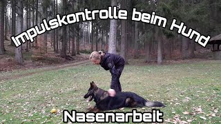 Eine Übung der Impulskontrolle beim Hund Nasenarbeit des Hundes auslasten mit Köpfchen [upl. by Wivinah]