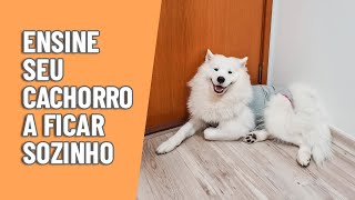 Sem ansiedade de separação dicas para ensinar seu cachorro a ficar sozinho [upl. by Raffo537]