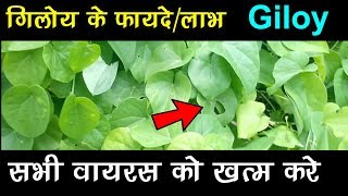 गिलोय का पौधा giloy ki pehchan health  fitness डेंगू मलेरिया फीवर रक्त अल्पता Ayurveda Medicine [upl. by Sunny]