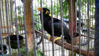 Amazing Talking Myna Bird [upl. by Imat548]