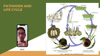 Anthracnose Disease of Chilli  PLP3204 Mini Project [upl. by Ahsilak979]