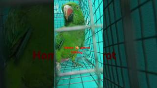 ye Mithu talking about cute 🦜 parrot parrottalking parrot mithutalking mithu [upl. by Anahir]