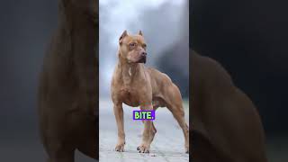 Top 7 Most Aggressive Dogs Which Are They [upl. by Brandise340]