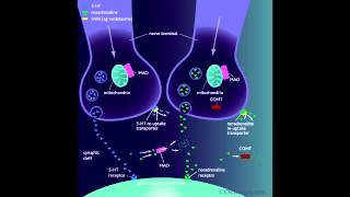 Antidepressants  Mechanism of Action [upl. by Issy138]