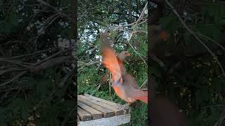 Cardinal makes a pass at a Cardinal 🐦 backyardbirds [upl. by Kehr]