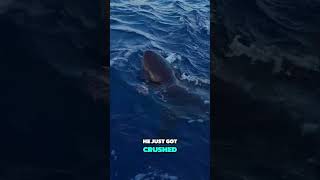 MaritimeExpeditions SHARK EATS OUR TUNA shark tuna fishing fishingvideo tunafishing [upl. by Bancroft]