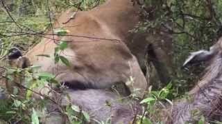 Amazing video of a lion suckling from a waterbuck  Pondoro [upl. by Ricki66]