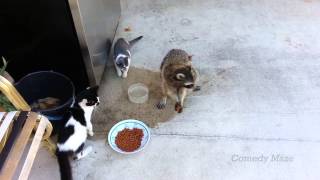 Raccoon Steals Food Smooth Criminal [upl. by Ailee]