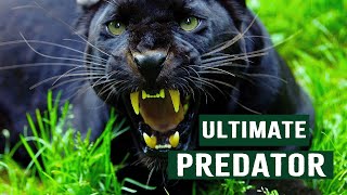 The Deadly Tactics Of Africas Ultimate Predators  Apex Predators [upl. by Ebert]