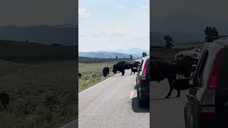 Close up of Buffalo in Yellowstone National Park [upl. by Nnylodnewg]