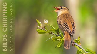 Bird Sounds  Birds Singing Without Music Soothing Nature Stress Relief Calm Time Reduce Stress [upl. by Floss]