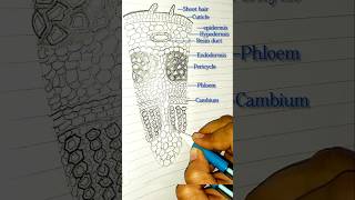 TS of Dicot stem biologydiagrams easydrawing easysteps neet ytshorts cellbiology [upl. by Ydal691]