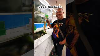 Live Geoduck geoduck geoducks shortsfeed shortsviral shortsyoutube shorts short shortvideo [upl. by Alphard]