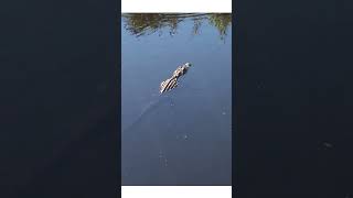 Big Cypress National Preserve  Ochopee Florida [upl. by Nugesulo]