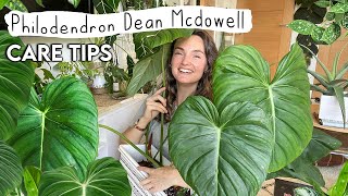 Grow Your PHILODENDRON MCDOWELL Huge 🌿 Care Tips  Tricks For Philodendron Dean Mcdowell [upl. by Cami]