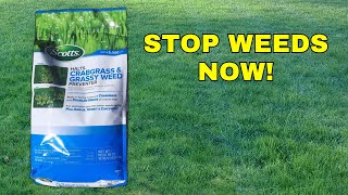 The Best Time to Apply Scotts Halts Crabgrass Preventer [upl. by Lukey]