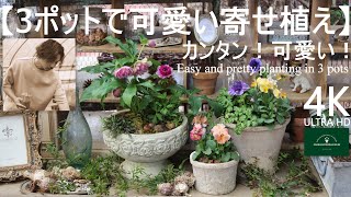 クリスマスローズ・アネモネ／3ポットで可愛い寄せ植え【冬のガーデニング】フローラ黒田園芸 mixed planting Winter gardening 4K ULTRA HD [upl. by Fante657]