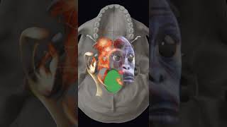 Uncovering Our Origins The Taung Childs Impact on Human Evolution [upl. by Julissa]