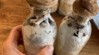 Growing mushrooms from coffee grounds at home [upl. by Novikoff]