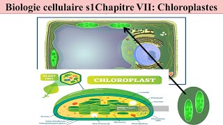 cours de biologie cellulaire s1 svi fssm et BCG 2023 les chloroplastes la structure et fonctions [upl. by Akkire613]