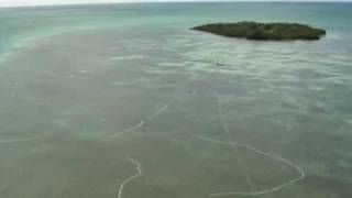 Restoring Seagrass Beds in the Florida Keys [upl. by Ymrots423]