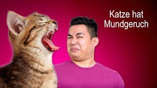 Meine Katze hat Mundgeruch [upl. by Orr808]