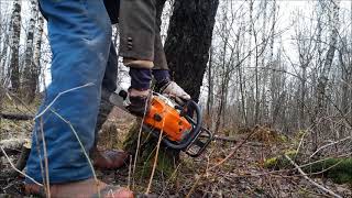 Taking down two birches for firewood  Fäller två björkar ved [upl. by Alexi697]