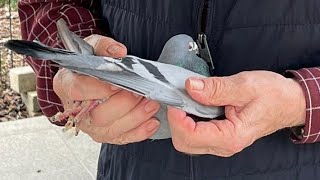 Champion Racing Pigeon For Sale In Herbots Pigeons Auction [upl. by Ahsimit]