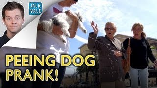 The Peeing Dog Prank  Jack Vale [upl. by Bernie]