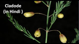 Cladode in Hindi  Cladode of Asparagus [upl. by Jabin162]