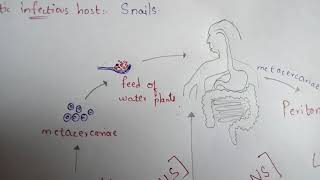 FASCIOLA HEPATICA  LIVER FLUKE  STRUCTURE  LIFE CYCLE  SYMPTOMS  TREATMENT  BY PHANINDRA [upl. by Bartlet]