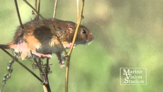 Harvest Mice  Micromys minutus [upl. by Noiramaj852]