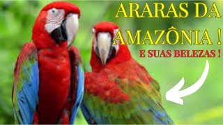 ARARAS  ARARAS MAIS BELAS DA AMAZÔNIA  AMAZONIA VIVA [upl. by Ihtak]