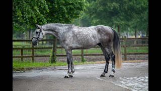 Call It Clear Casall x Clearway  Gelding 2019 [upl. by Aisined]