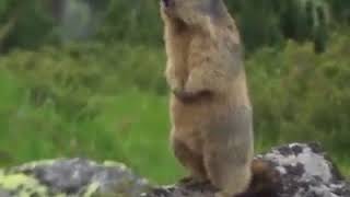 WHO KNEW MARMOTS HAD THE VOICE OF AN ANGEL FT VITAS [upl. by Nolava978]