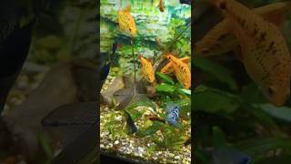 Fishes greeting mom from workmy meditation energy aquarium fish music mystery bioenergy love [upl. by Harutak571]