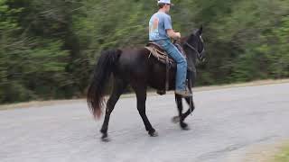 Pick UP Man Trail Gelding at McNatt Farms [upl. by Pfeffer]