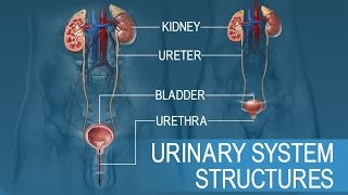 Anatomy and Physiology of Urinary System [upl. by Maribel216]