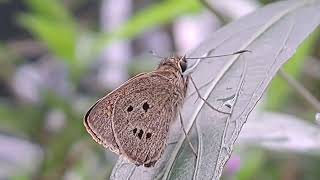 Palm bob butterfly at the Singapore garden 新加坡花园里的棕榈蝴蝶 [upl. by Solram900]