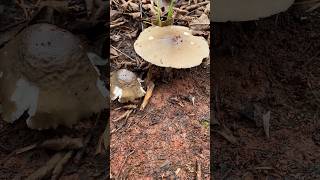 Mushroom Dig viral nature mushroomforest mushroomhunting fruit mushrooming wildlife farming [upl. by Llerrot811]