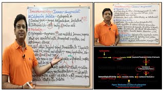 Immunopharmacology Part07 Immunosuppressant 03 Calcineurin Inhibitors  Cyclosporine [upl. by Eniahs]