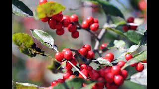 Winterberry Holly Ilex verticillata [upl. by Tildy60]