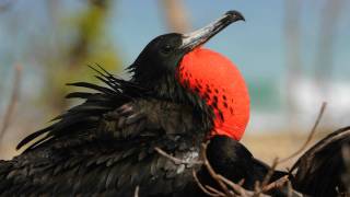 Voices Magnificent Frigatebird [upl. by Vyky630]