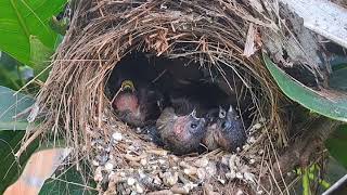 tonton terus burung pipit diberi makan [upl. by Yesiad]