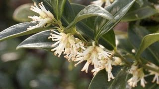 Le sarcococca [upl. by Zorana796]