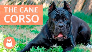 All About the CANE CORSO  Traits and Training [upl. by Airakaz]