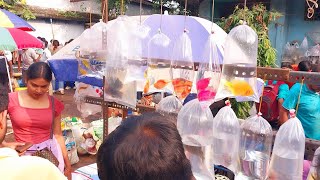 galiff street fish market  part 2  recent aquarium fish price update  20102024 [upl. by Yhpos115]